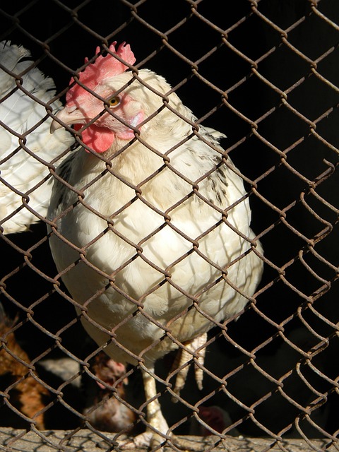 化进攻转化 化进攻转化